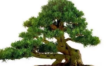 盆栽罗汉松的养殖方法