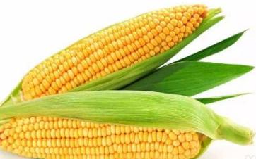 低热量食物排行榜