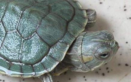 宠物乌龟的简单养殖方法