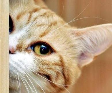 流浪猫怎么确定猫认主人了