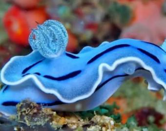 20种海洋生物