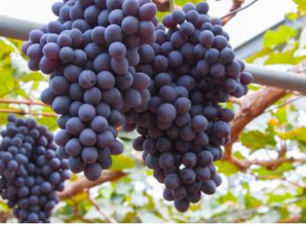 晴王葡萄的营养价值及功效与作用