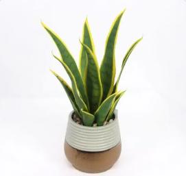 虎皮兰的养殖方法