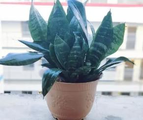 虎皮兰的养殖方法