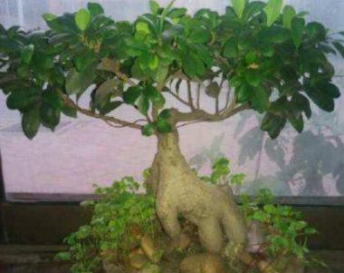 榕树叶子发黑怎么办教你四种原因以及解决方法