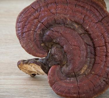 灵芝孢子粉的功效与禁忌