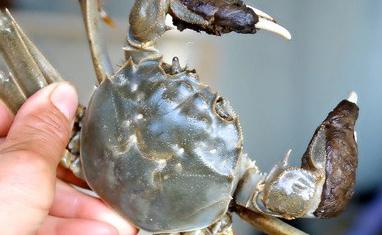 24小时之内死了的螃蟹能吃吗