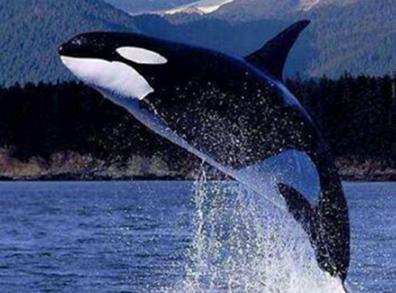 鲸鱼是属于什么动物