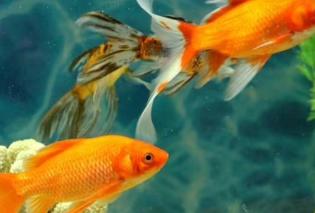 怎么养金鱼才是正确的方法