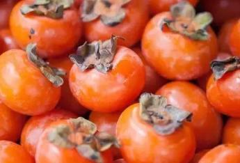 关于月柿的功效与作用