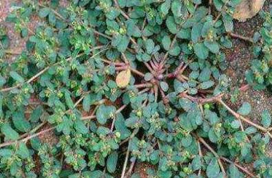 野菜的种类有哪些