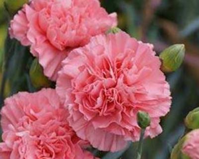 康乃馨代表什么意义