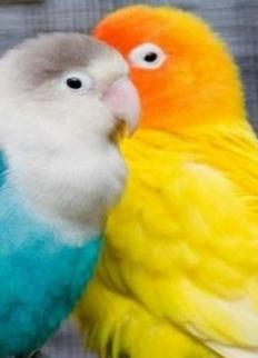 鹦鹉品种名字及图片