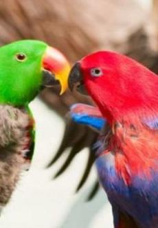 鹦鹉品种名字及图片