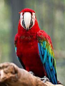 鹦鹉品种名字及图片