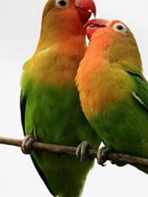 鹦鹉品种名字及图片