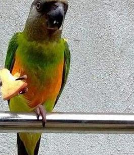 鹦鹉品种名字及图片