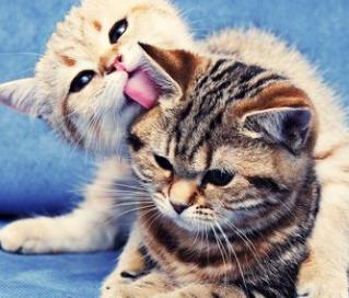 如何辨别公猫和母猫