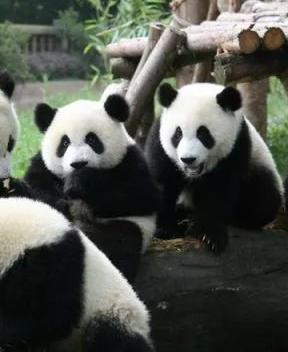 成都地方特色文化