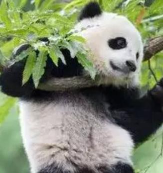 成都地方特色文化