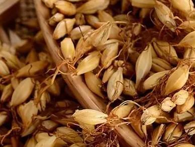 麦芽的功效与作用