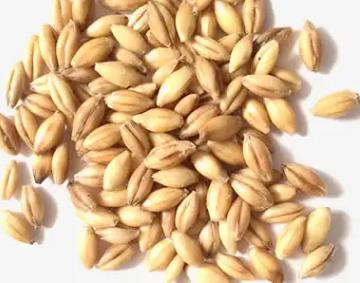 麦芽的功效与作用