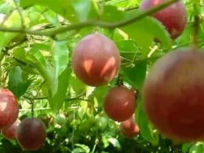 酸性水果有哪些