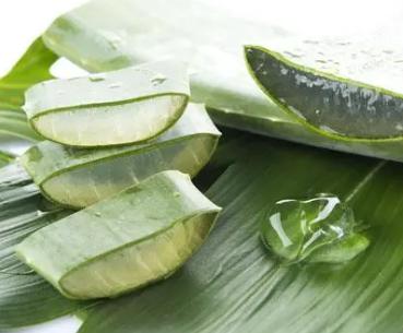 芦荟的美容功效