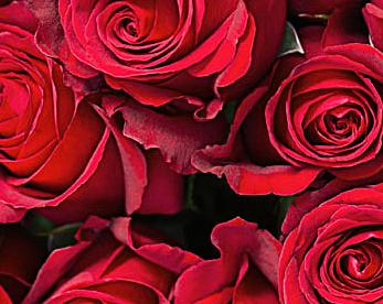 12朵玫瑰花的花语是什么意思