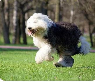 古代牧羊犬是什么