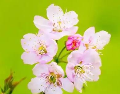 春天关于花的诗句