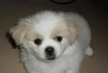 常见宠物狗的品种大全