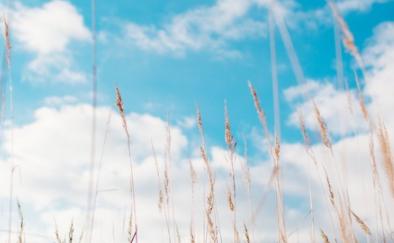 寿险是什么意思