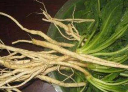 孕妇可以喝板蓝根吗