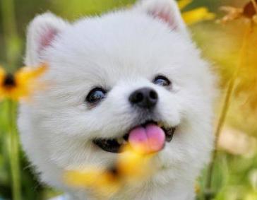 洋气的狗狗名字