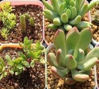 多肉植物的浇水方法