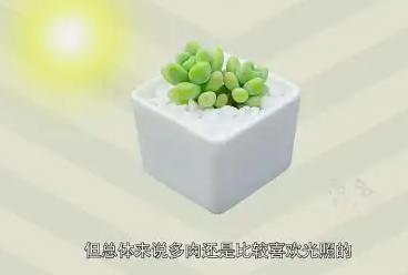 多肉植物的浇水方法
