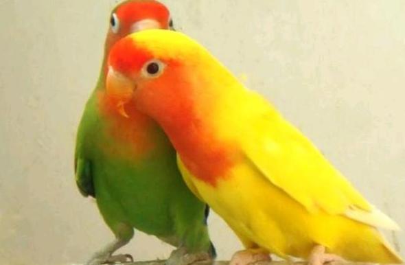 中国可以养哪些鹦鹉