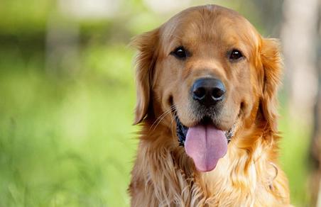 世界上最聪明的狗有哪些