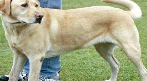 世界上最聪明的狗有哪些