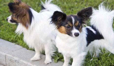 世界上最聪明的狗有哪些