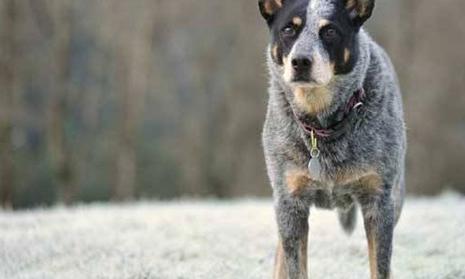 世界上最聪明的狗有哪些