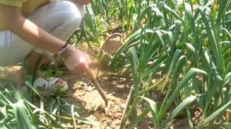 正宗白糖蒜的腌制方法