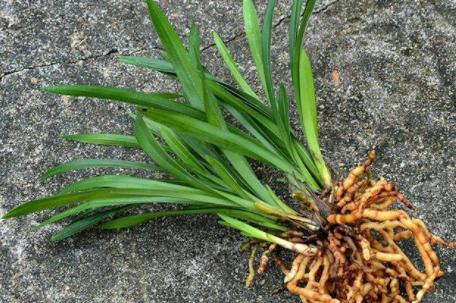 怎样种植兰花