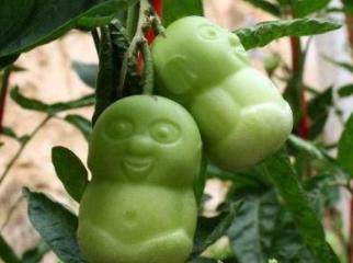 抗癌水果第一名人参果