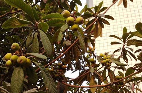 枇杷果的功效与作用及副作用