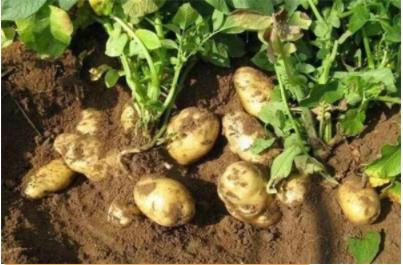 土豆什么时候进入中国