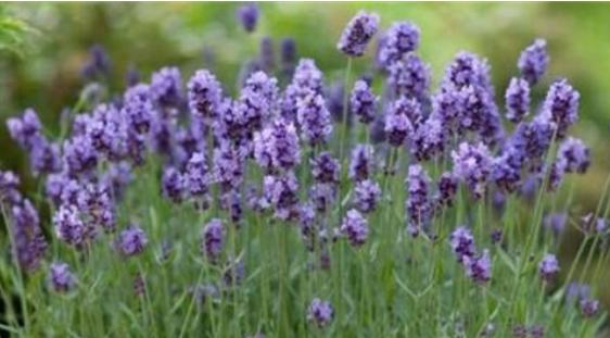 薰衣草花语和寓意