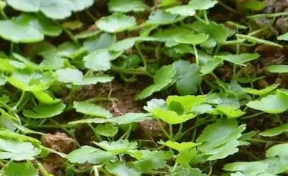 野生破铜钱草功能主治