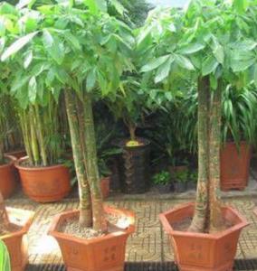 发财树的养殖方法和浇水